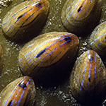 Patella pellucida